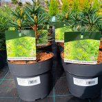 Dáždnikovec praslenovitý (Sciadopitys Verticillata) ´GREEN DIAMOND´ - japonská borovica – výška: 25-35 cm, kont. C3L (-29°C)